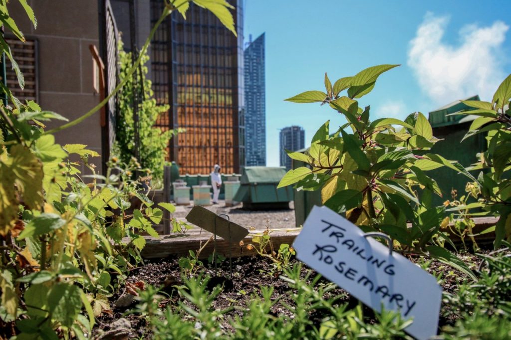 Grow Up A Photo Tour Of 12 Glorious Green Roofs And Gardens In Toronto